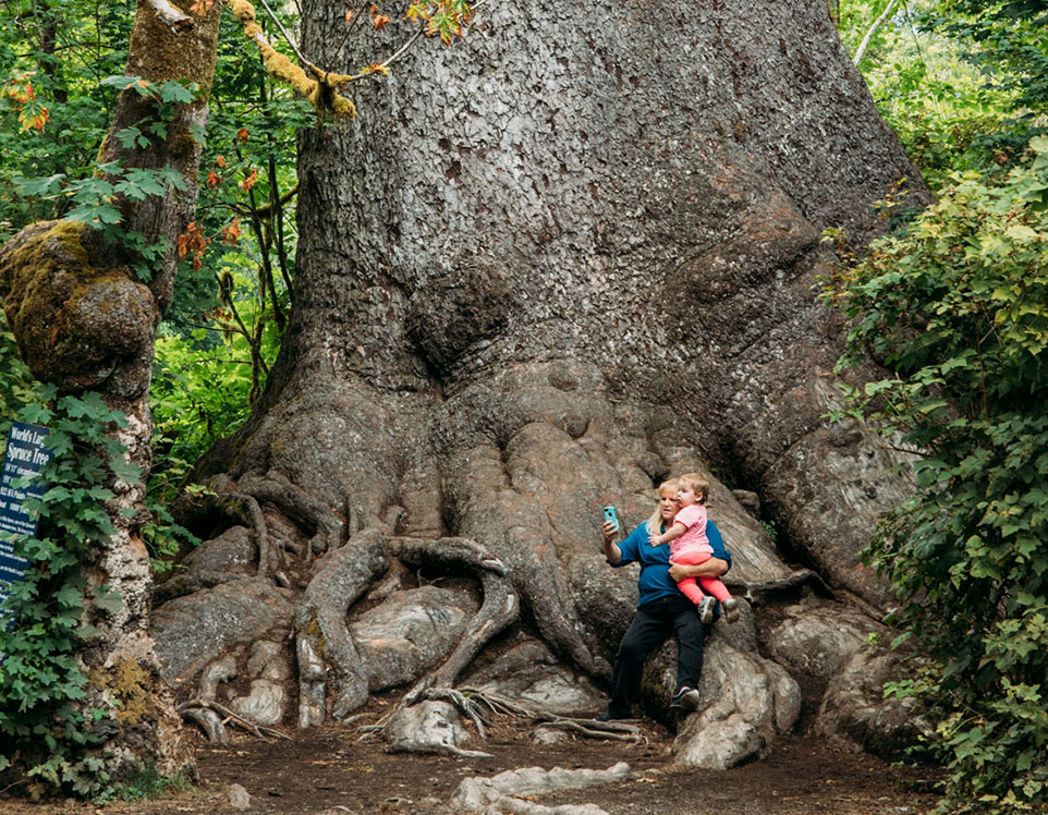 tree-1