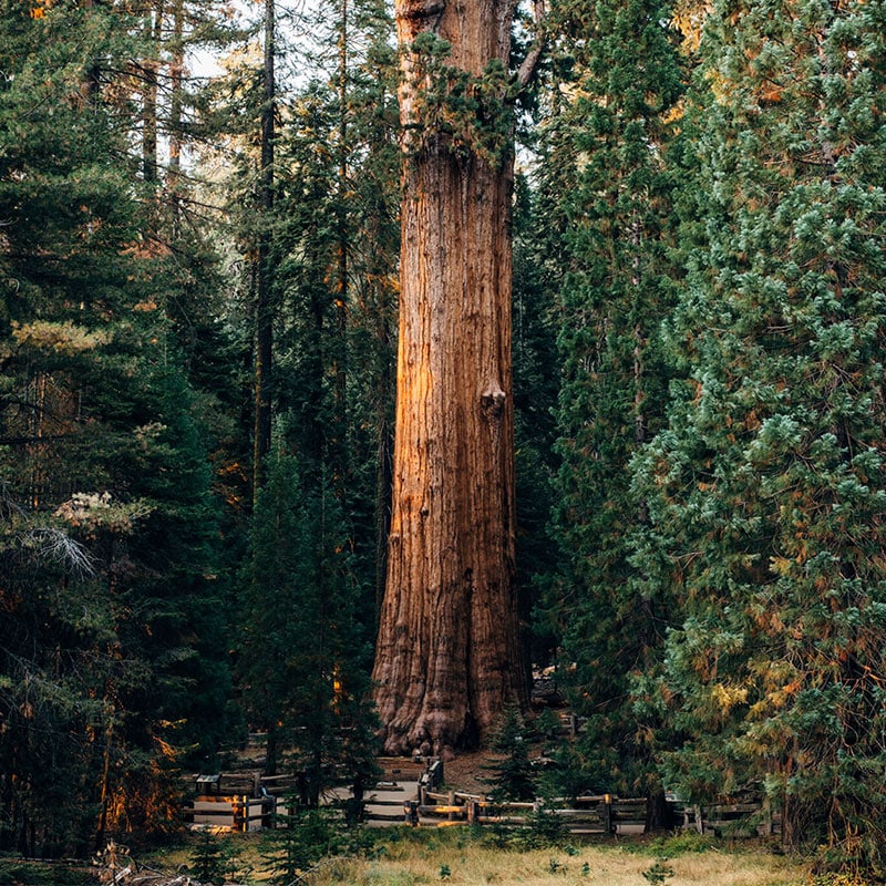 tree-2